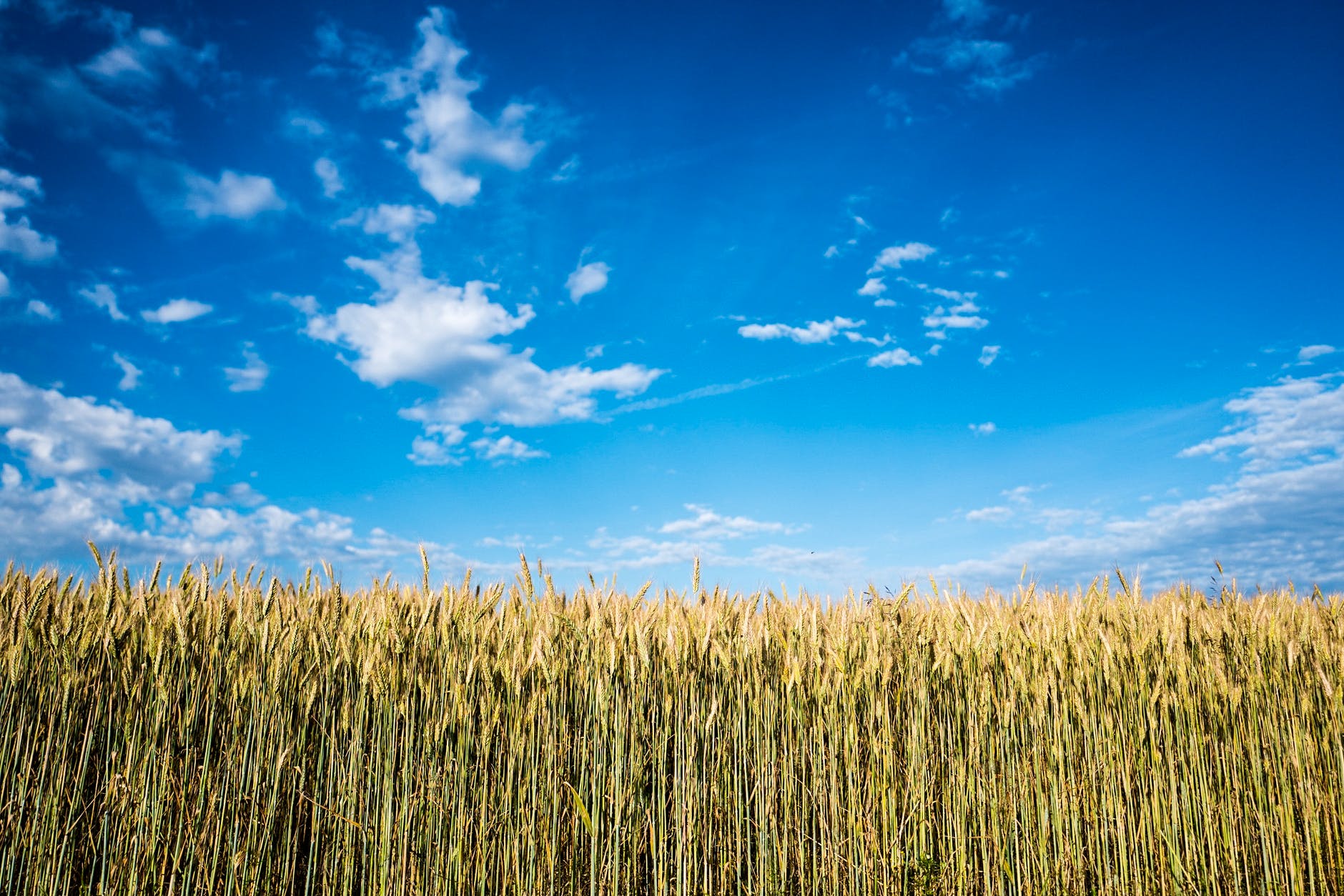 corn field at daytime